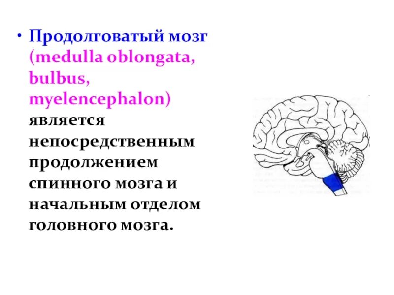 Продолговатый мозг является продолжением. Продолговатый мозг человека. Продолговатый и задний мозг. Борозды продолговатого мозга. Продолговатый мозг физиология.