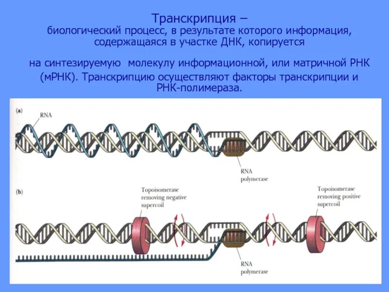 Процесс транскрипции в биологии. Процесс транскрипции ДНК. Транскрипция ДНК В РНК процесс. Результат процесса транскрипции. Описание процесса транскрипции