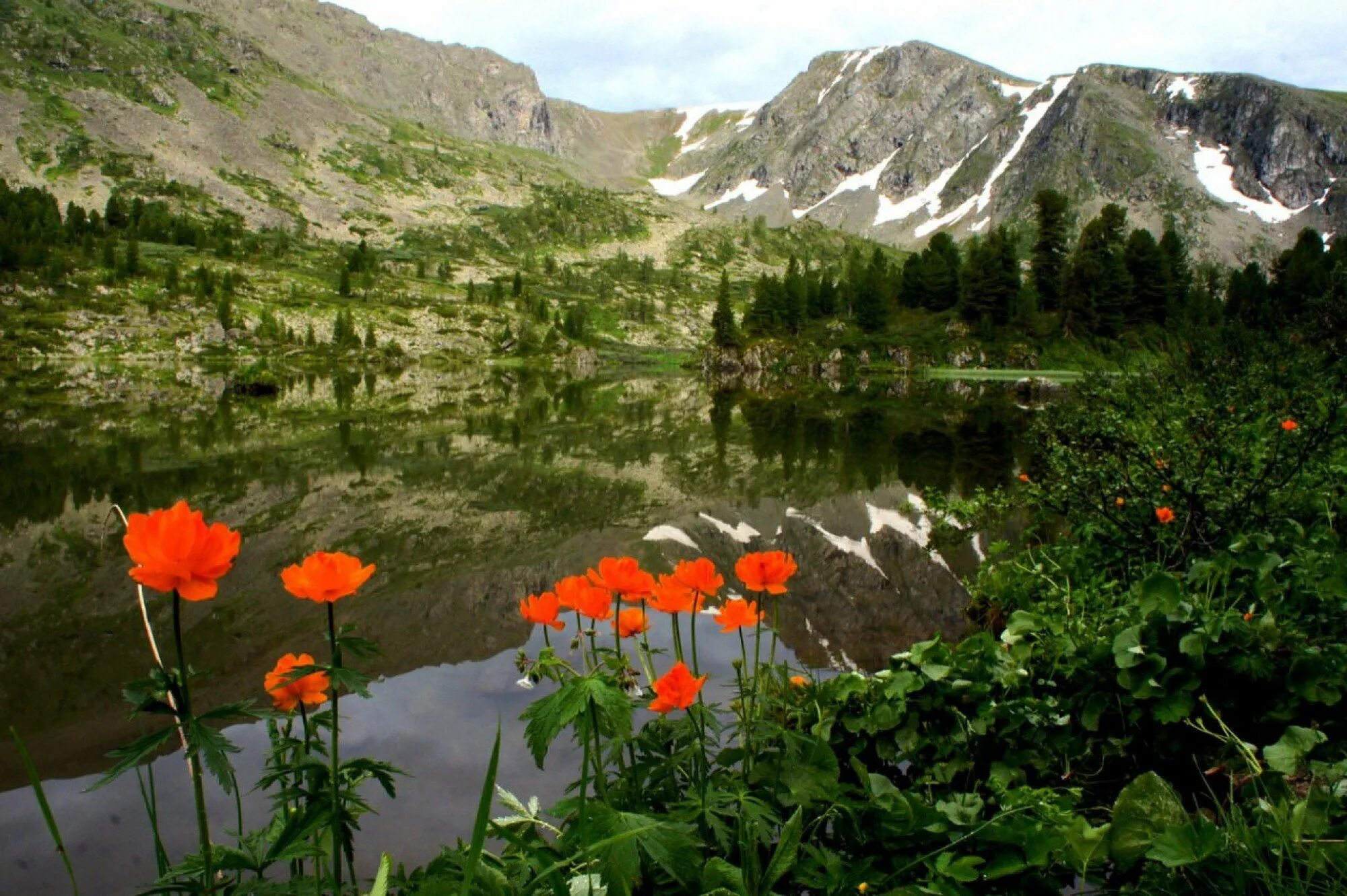 Красивый край. Белокуриха Алтай озеро. Горный Алтай купальница. Озеро Манжерок горный Алтай лето цветы. Горно Алтайск ландшафт.