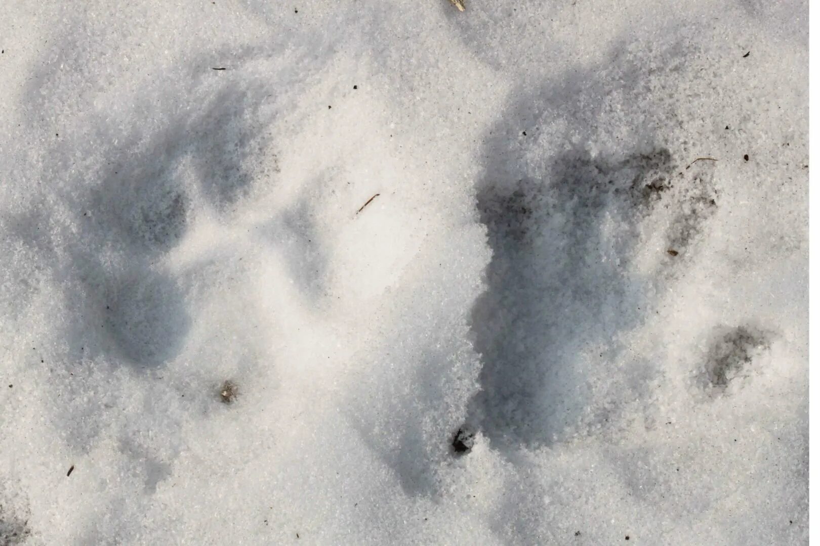 След тигра. Следы тигра на снегу. Следы собаки на снегу. Тигриный след на снегу. Лапка на снегу