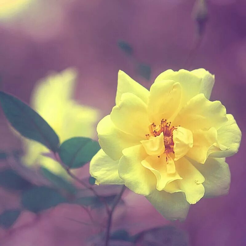 ярко желтые цветы. нежно желтые цветы. весенний фон. бледно желтые цветы. гвоздика шабо йеллоу.