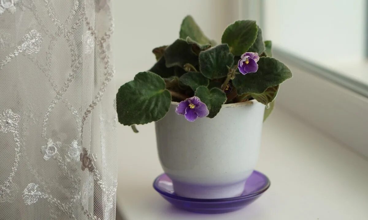 Фиалка saintpaulia mini. Фиалка переукоренять. Узамбарская сенполия. Коллекция фиалок. Узамбарская фиалка.