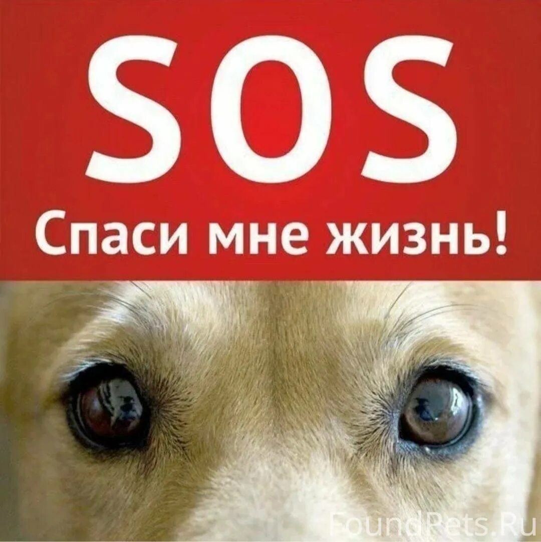 Помоги спасти жизнь. Помогите спасти жизнь собаке. спасите жизнь собаке. срочно нужна помощь собаке.