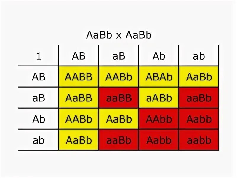 AABB X AABB. AABB X AABB фенотип. AABB генотип.