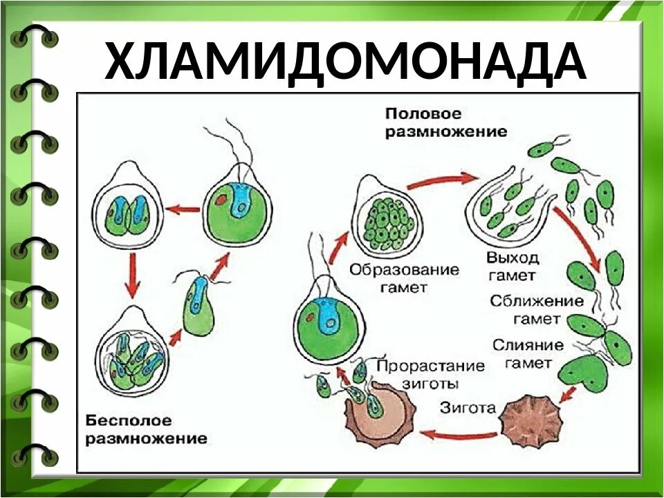 Бесполое размножение хламидомонады схема. Размножениехламидомонад. Цикл бесполого размножения хламидомонады. Жизненный цикл хламидомонады. Мейоз хламидомонады