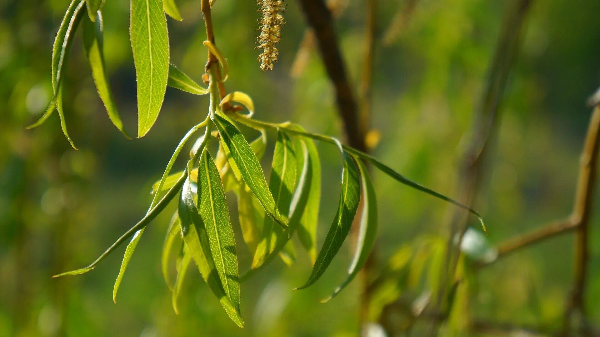 ветви ивы. ветви ивы. плакучая ива листья. ива белая плакучая. Willow vine ивовая лоза.