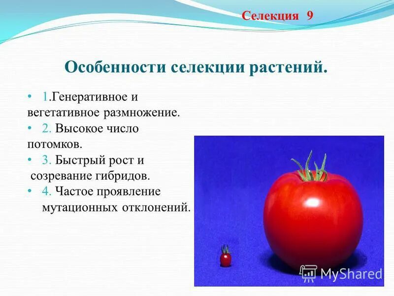 научные основы селекции. метод ментора в селекции растений. достижения селекции растений. селекция презентация. общие методы селекции полиплоидия.