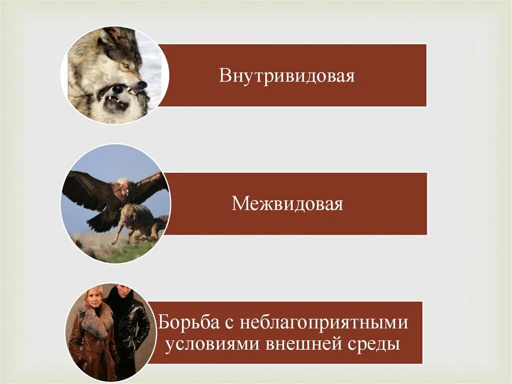 Борьба с неблагоприятным отбором. Межвидовая и внутривидовая борьба. внутривидовая межвидовая борьба с неблагоприятными условиями. формы межвидовой борьбы. внутривидовая межвидовая.