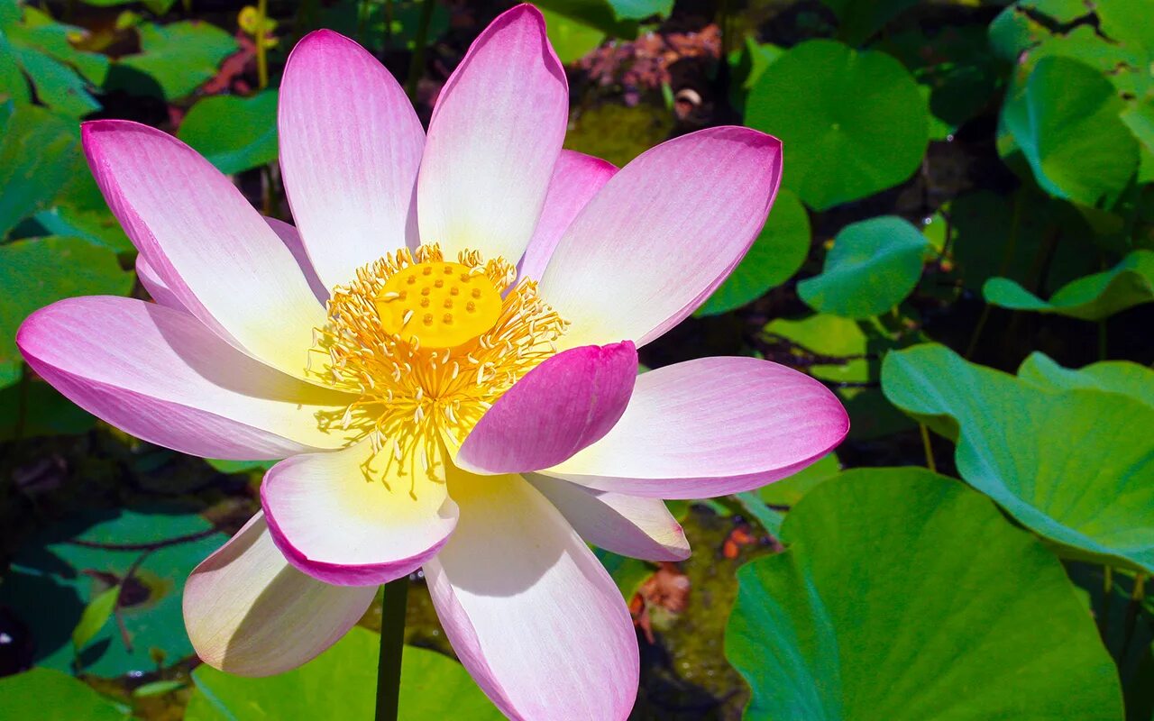 Nelumbo nucifera). пион тонколистный степной. кувшинка четырёхгранная. красивые цветы из красной книги. ло́тос орехоно́сный (лат.