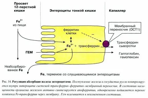 Через сколько всасывается
