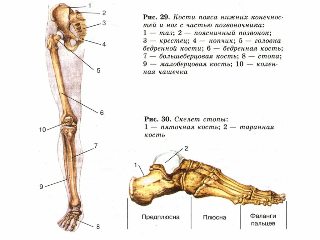 Стопа строение кости скелет. Строение нижних конечностей анатомия. Строение нижних конечностей человека кости. Строение костей нижней конечности анатомия. Скелет человека бедро