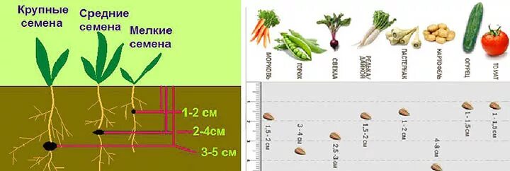 В какую почву семена заделывают глубже. Таблица глубины посева семян. Глубина посадки посева семян таблица. Глубина посева семян растений. Глубина заделки семян овощных культур.