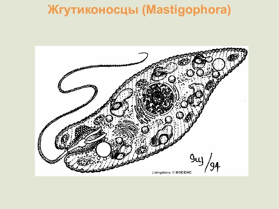 Облик жгутиконосцев. Облик жгутиконосцев
