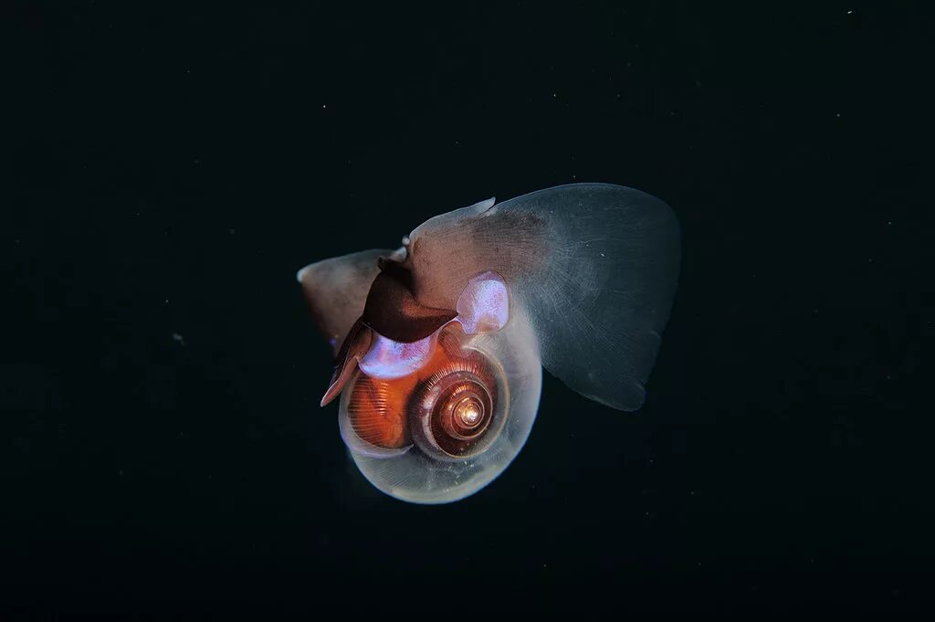 Моллюски обитающие в воде дышат. Морской ангел крылоногий моллюск 5. морской ангел моллюск морской чёрт моллюск. морской чертик моллюск. крылоногие моллюски индийского океана.