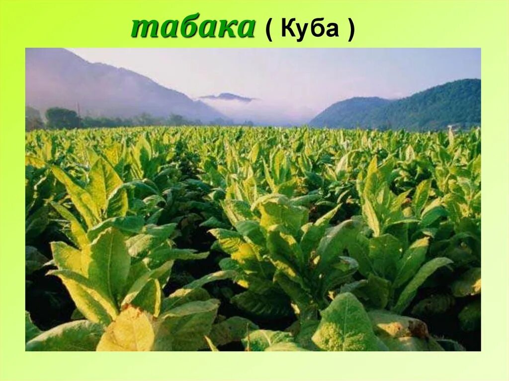 Плантация табака вирджиния 1609. Куба табачные поля. Америка табака. Табачная плантация куба. Плантации табака.