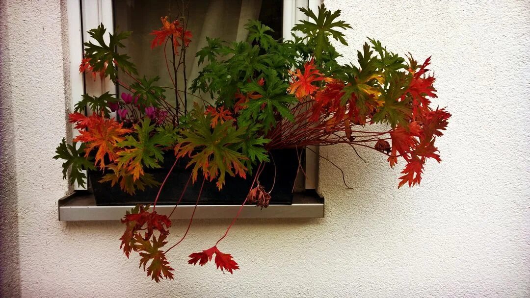 Autumn vibes maison. Autumn vibes maison
