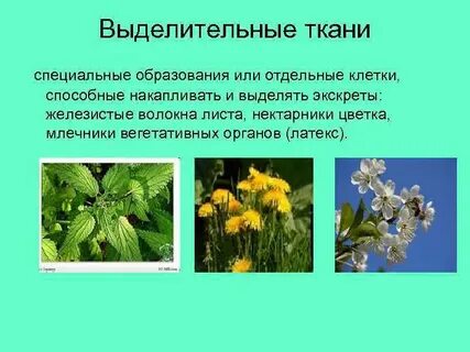 Образование нектарников в цветках липы ароморфоз