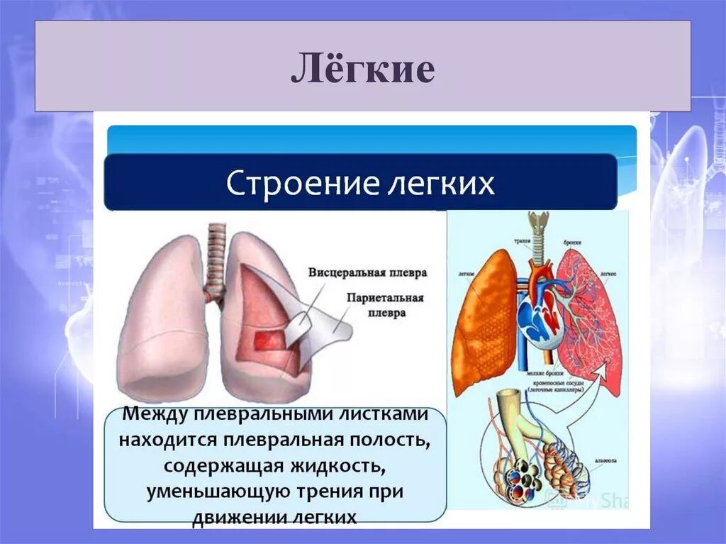 Легкие 8 класс кратко. Лёгкие анатомия человека строение. Легкое строение анатомия. Строение лёгкого человека. Анатомическое строение легких.