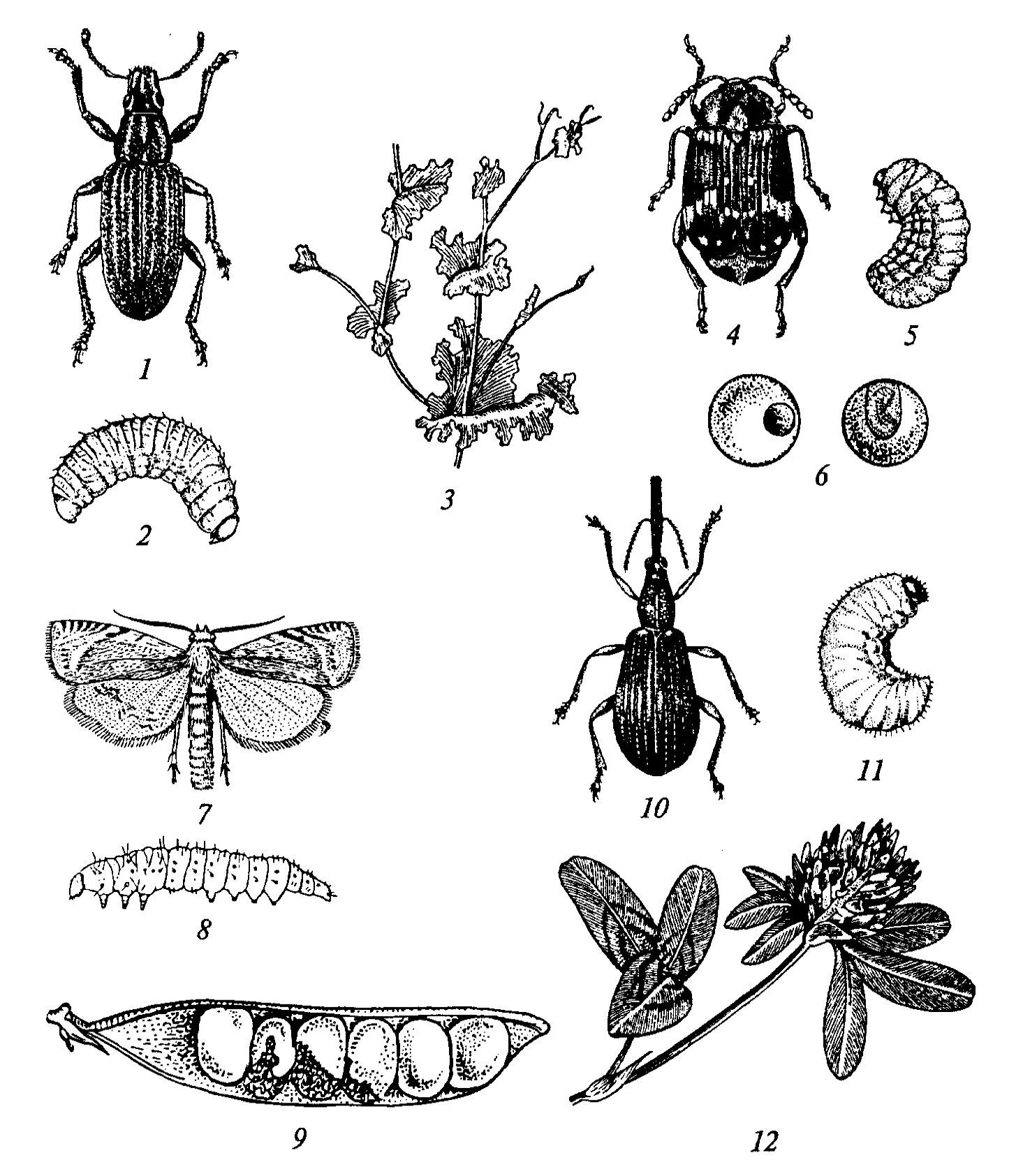 Гороховая плодожорка. Клубеньковый долгоносик личинка. Личинки полосатого клубенькового долгоносика. Жук долгоносик цикл развития. Почковый еловый долгоносик.