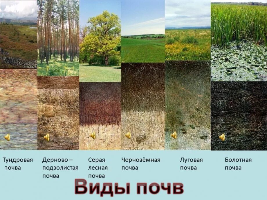 Укажите различия разных типов лесных почв. Типы почв земли в россии. типы почв 3 класс окружающий мир. почва внешний вид. почва виды почв.