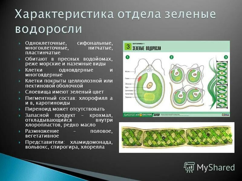 Отдел одноклеточных водорослей. Характеристика отдела зеленые водоросли. Chlorophyta отдел зелёные водоросли. Отдел зеленые водоросли строение. Особнности строения зелёных одноклеточных водорослей.