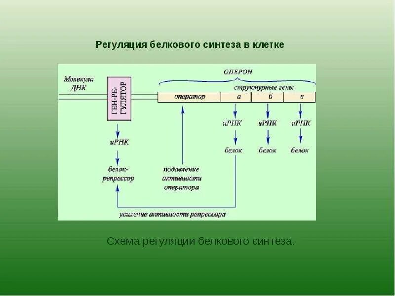 Регуляция процессов белкового синтеза. Схема регуляции синтеза белка. Синтез белка в растениях