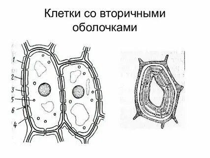 Прозрачная оболочка клеток