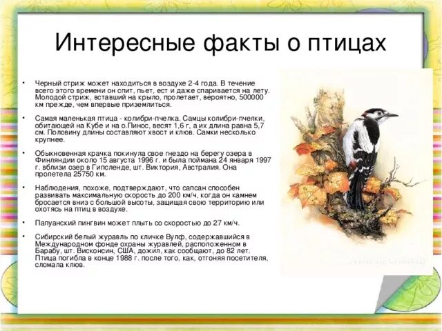 Сообщение на тему птицы 8 класс. Сообщение на тему птицы 8 класс