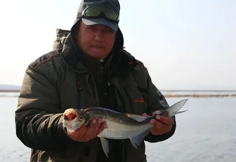 Лефу приморский