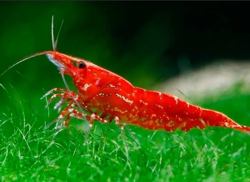 Креветка вишня Red Cherry Shrimp. Креветка неокардина вишня. Неокаридина вишня. Neocaridina heteropoda.