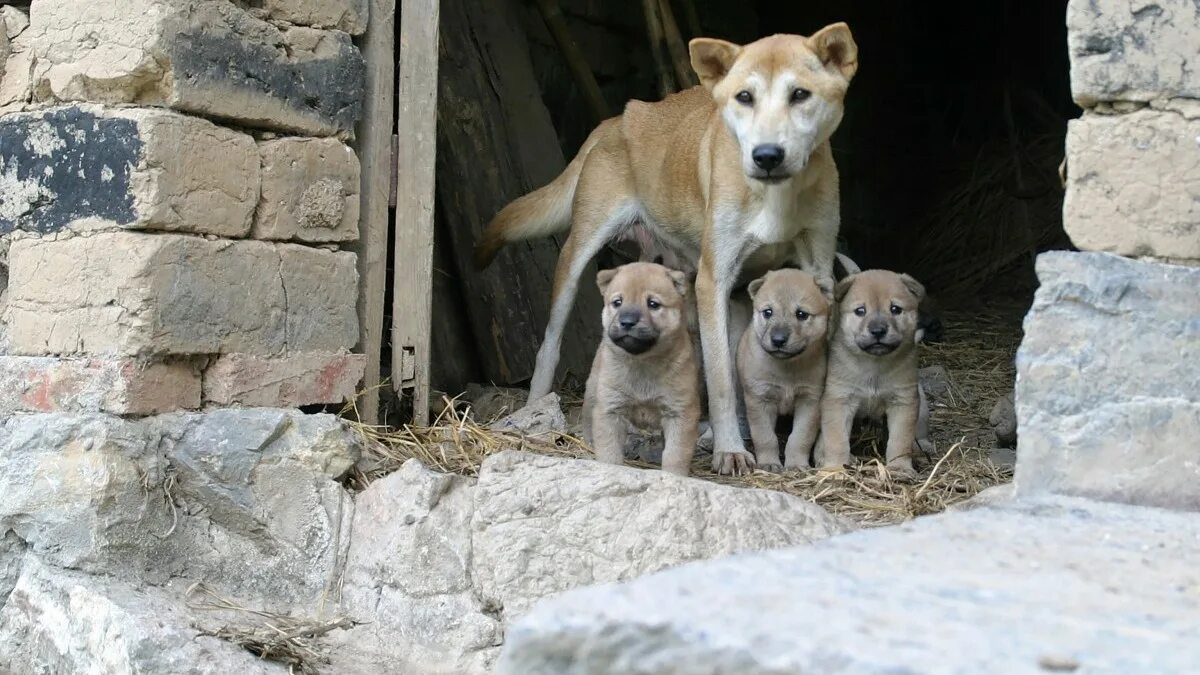 Маленьких бездомных животных