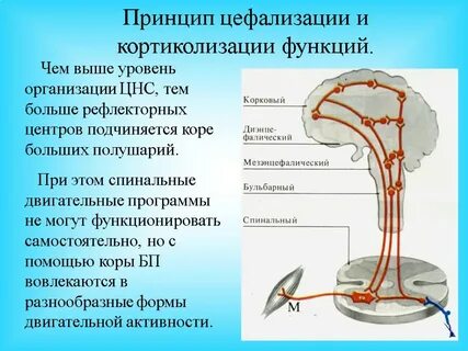 Рефлексы коры головного мозга
