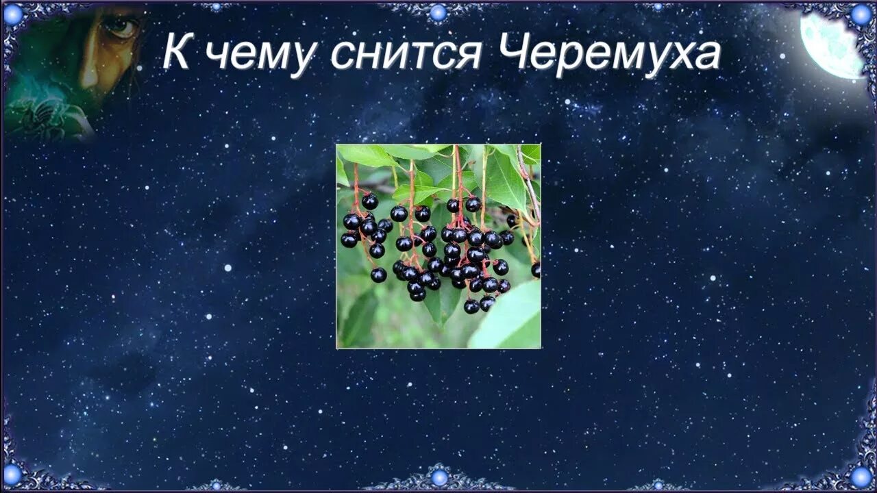 Сонник есть дерево. К чему снится черемуха. Снится ягода черемуха. К чему снится черемуха с ягодами. Сон видеть черемуху.