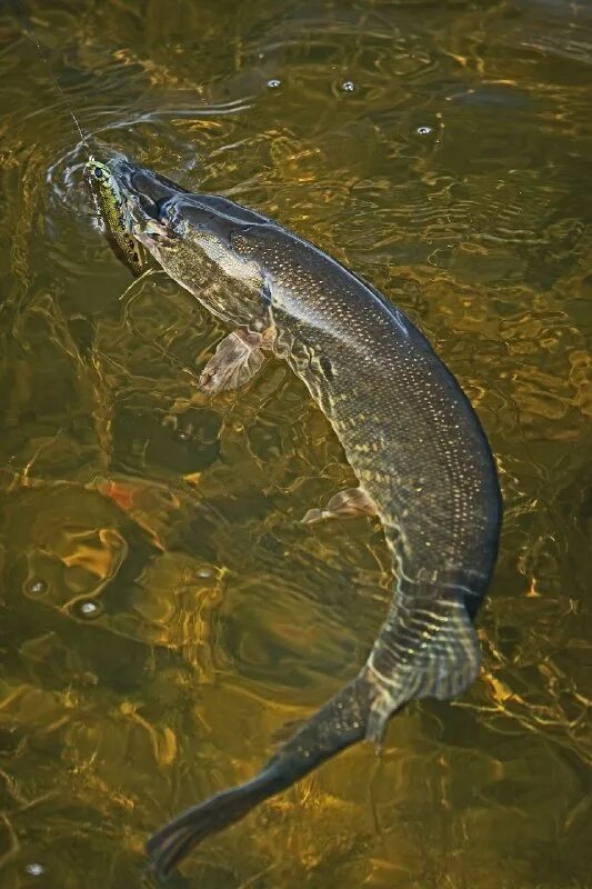 Красивая природа рыбалка. Рыбаклев. Рыболовство в карелии. Заставка на рабочий стол рыбалка. Чуб (река).