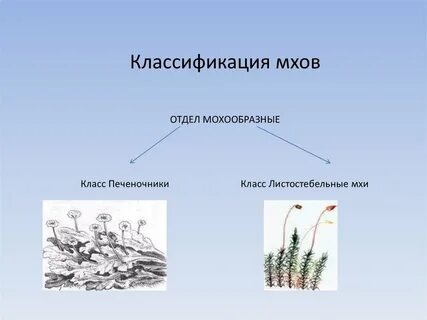 Ткани моховидных