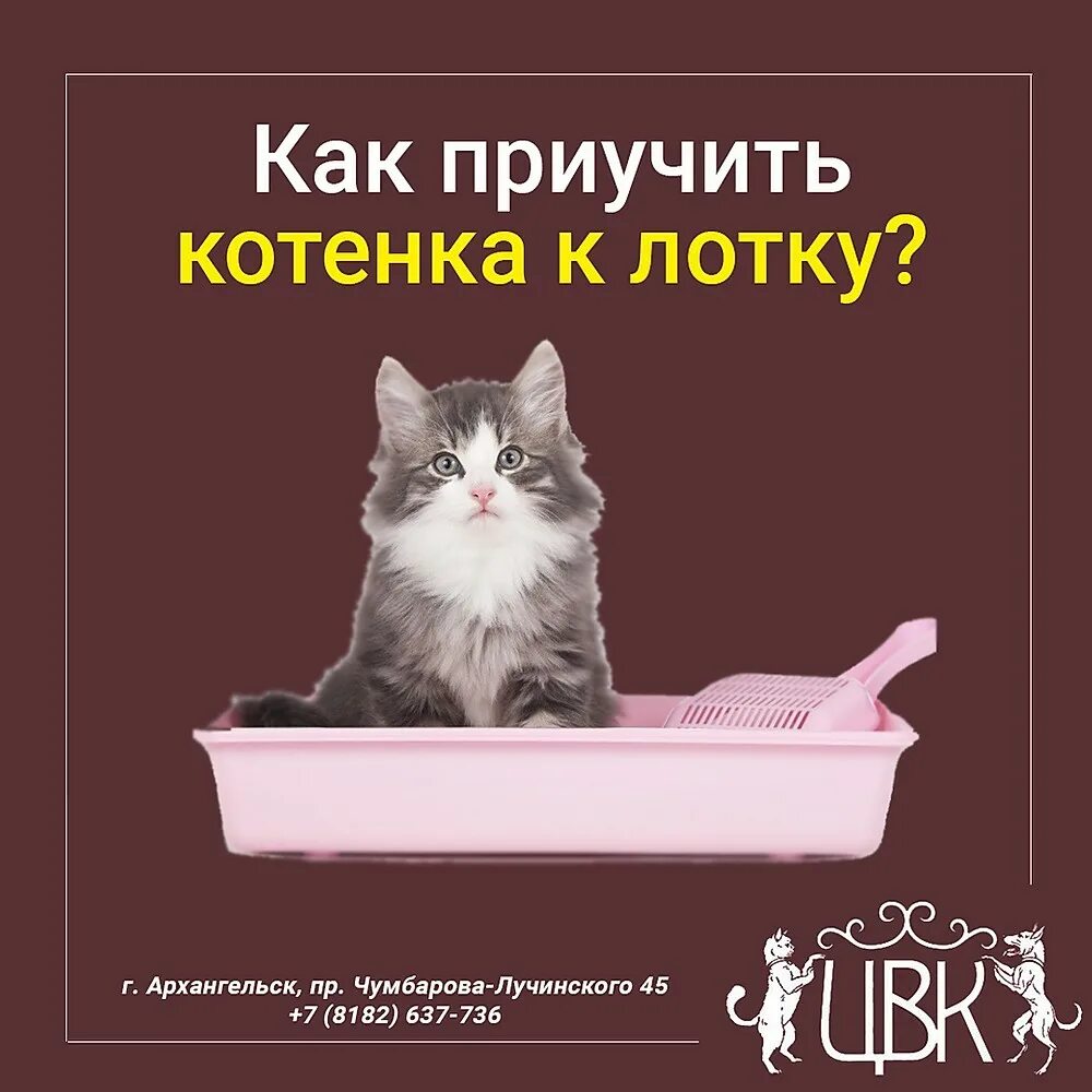 Котенку 2 месяца как приучить к лотку. Лоток для котят. Как приучить котёнка. Как приучить котёнка к лотку. Как приучить кота к лотку быстро.