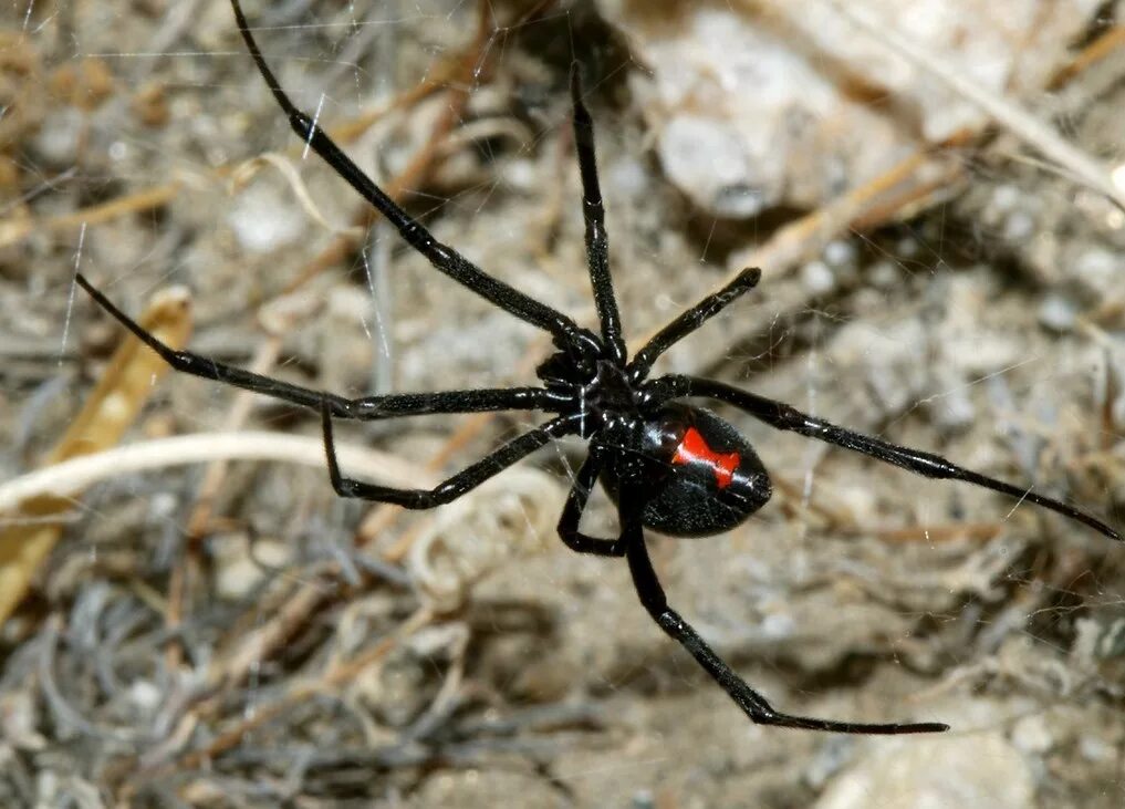 Внутри каракурта 2023. Внутри каракурта 2023. Каракурт черная вдова. Внутри каракурта 2023. Гнездо паука каракурта.