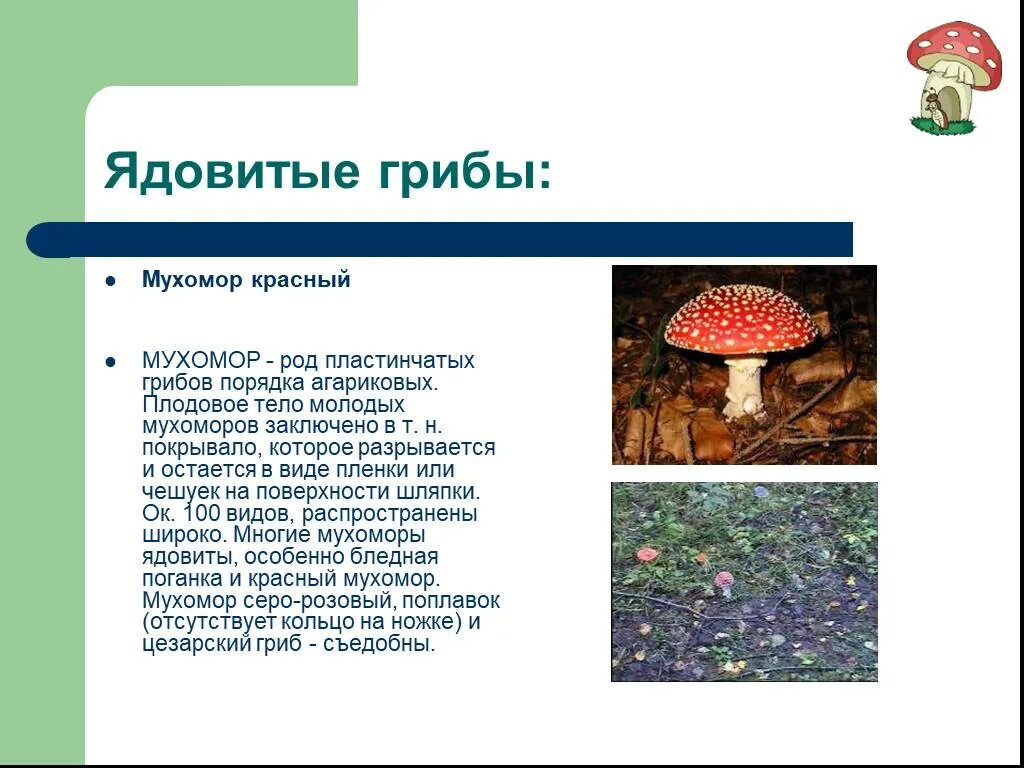 Опасный гриб бледная поганка. Любое ядовитое растение или гриб. Любое ядовитое растение или гриб. Мухомор вонючий ядовитые грибы. Грибы съедобные и несъедобные с названиями и описанием.