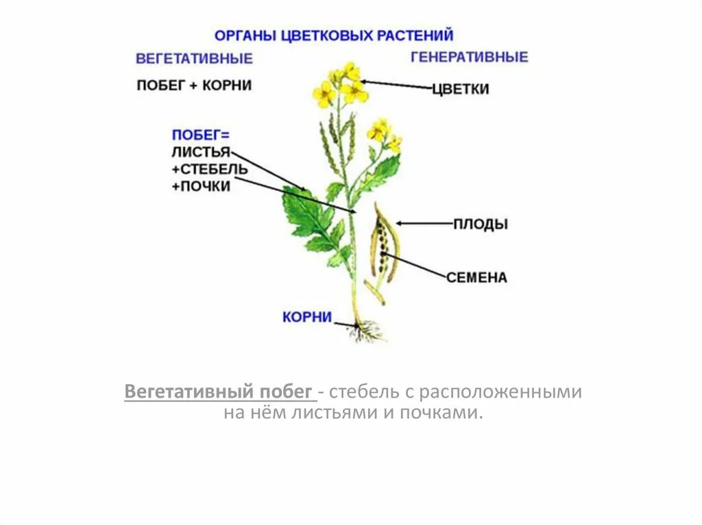 Корень это осевой вегетативный орган. Вегетативные органы корень стебель лист. Вегетативные органы растений и генеративные органы растений схема. Вегетативные и генеративные органы редьки дикой. Вегетативные органы растений таблица.