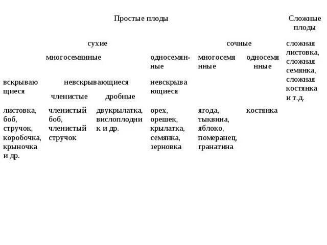 Презентация на тему "Плод" - скачать бесплатно презентации по Биологии