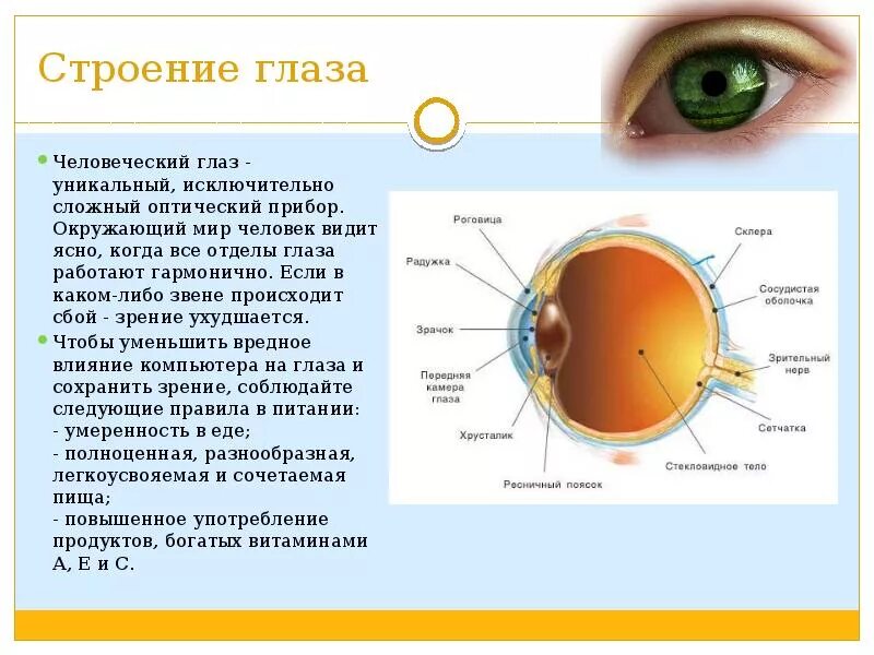 Глаз мир 4. Строение глаза. Органы зрения человека. Зрение строение глаза. Строение органа зрения человека.