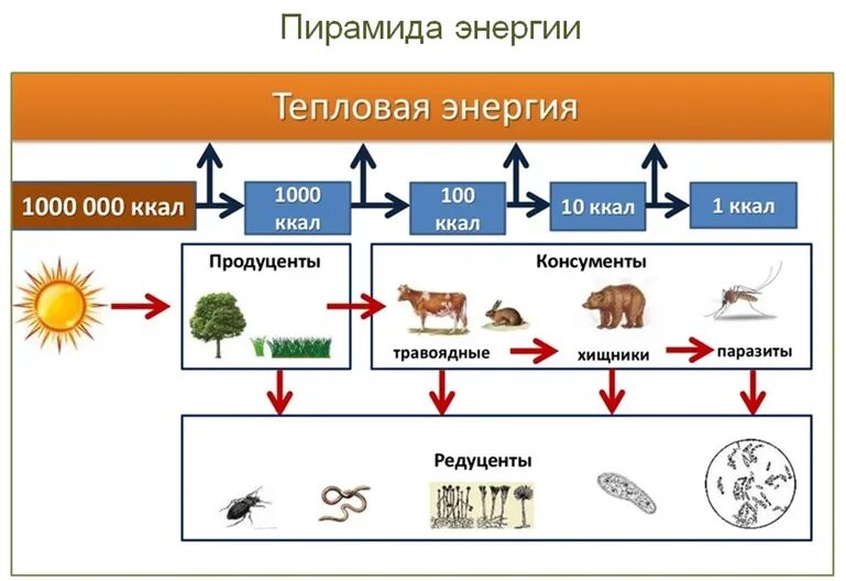 Выбрать пример редуцента. Цепь питания продуценты консументы. Продуценты консументы и редуценты примеры. Пищевая цепь продуценты консументы редуценты схема. Пирамида биомассы и энергии.