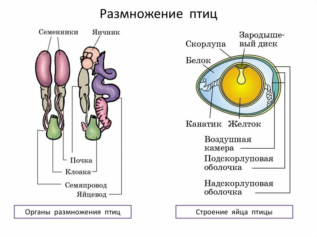 Биология 7 класс размножение развитие. Биология 7 класс размножение развитие