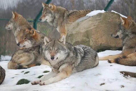Отношения между волками в стае