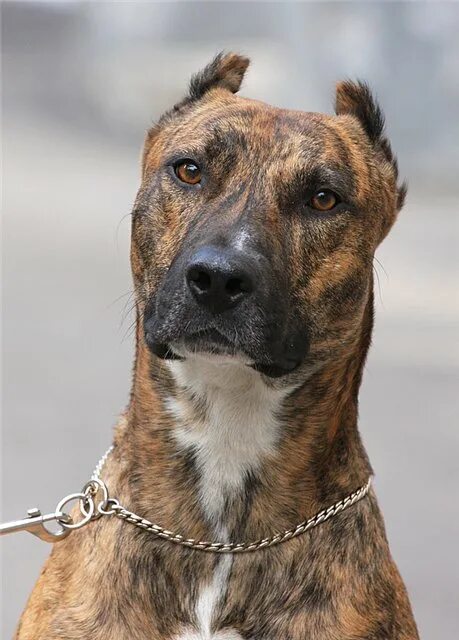 Доберман собака. Стаффордширский терьер песочный. Стаффордширский терьер тигровый. Стаффордширский терьер некупированный. Кан.