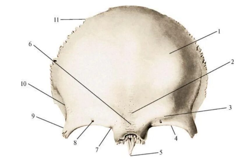 Лобная кость черепа анатомия. Анатомия лобной кости черепа. Лобная кость глабелла. Лобный бугор лобной кости.