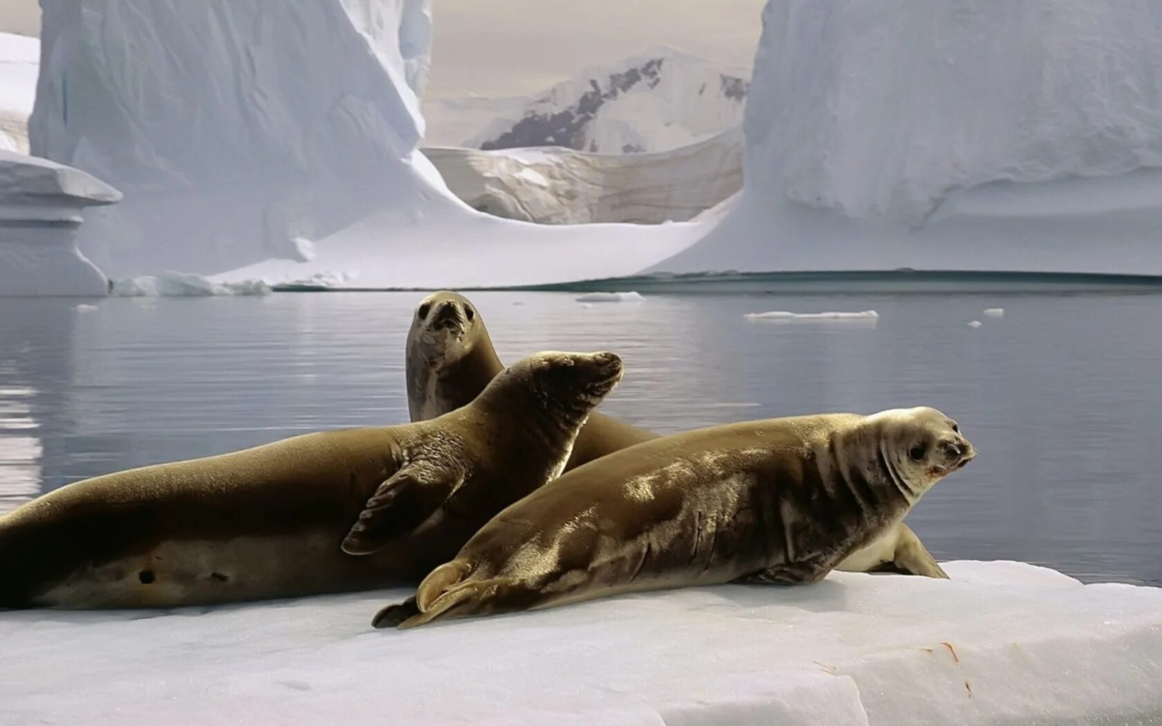 Ice animals. Морские котики в Северном Ледовитом океане. Ластоногие Северного Ледовитого океана. Тюлені Антарктида. Тюлень в арктической пустыне.