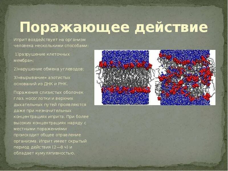 Иприт это отравляющее вещество какого действия. Иприт воздействия на организм человека. Горчичный газ отрава