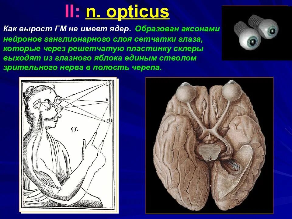 Зрительный нерв образован. Зрительный нерв. Черепные нервы зрительный нерв. Зрительный нерв образован аксонами. Зрительный нерв образуют аксоны.