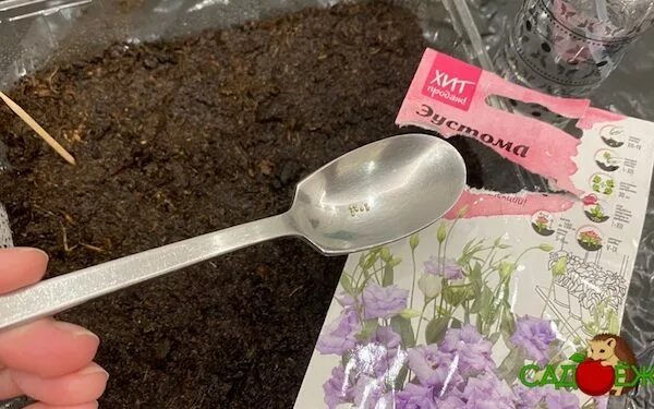 Эустома из семян Страница 17
